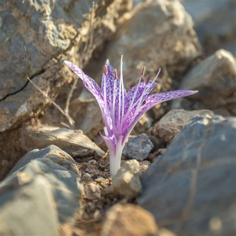 Naked Lady (Colchicum)